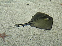 Knorpelfische